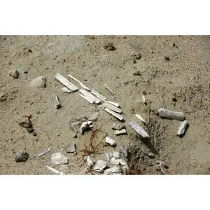 Fossil Camel Tooth – Florida