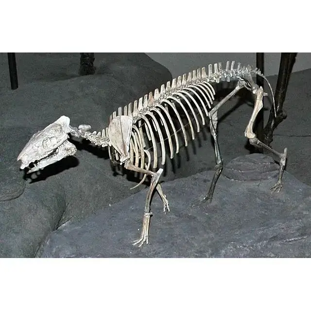 Fossil Horse Tooth – Iceage, Florida