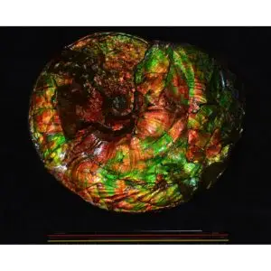 Ammolite, gem quality