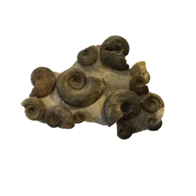 Ammonite and Orthoceras display