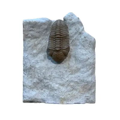Knightia Fossil Fish, Wyoming
