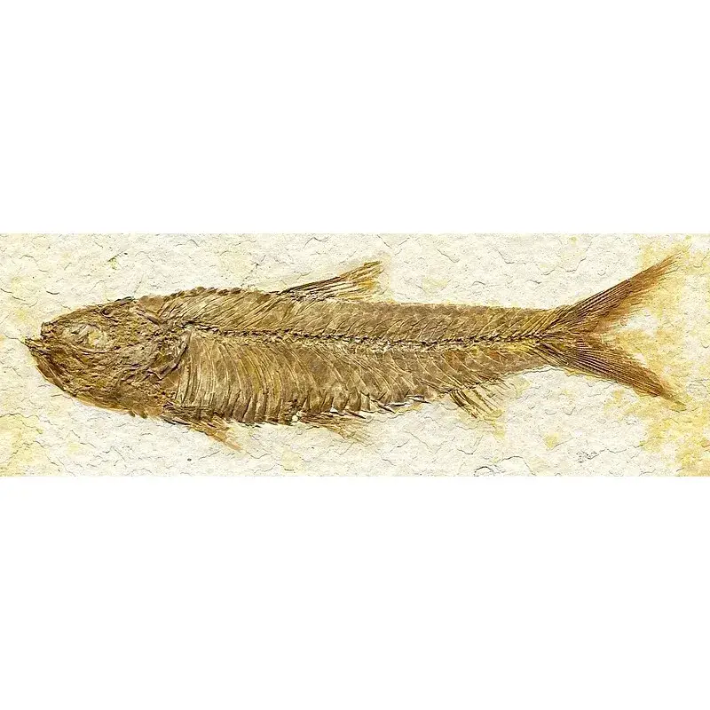Knightia_eocaena_fossil_fish__Green_River_Formation__Lower_Eocene__Fossil_Lake_Basin__southwestern_W - Prehistoricoregon