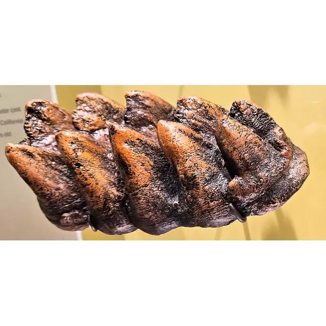 Mammoth Hair, Tusk, Mastodon Tusk