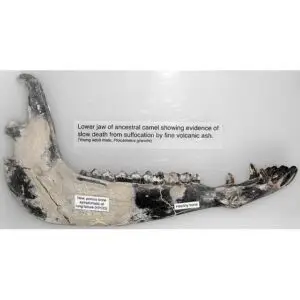 Fossil Camel Tooth – Florida