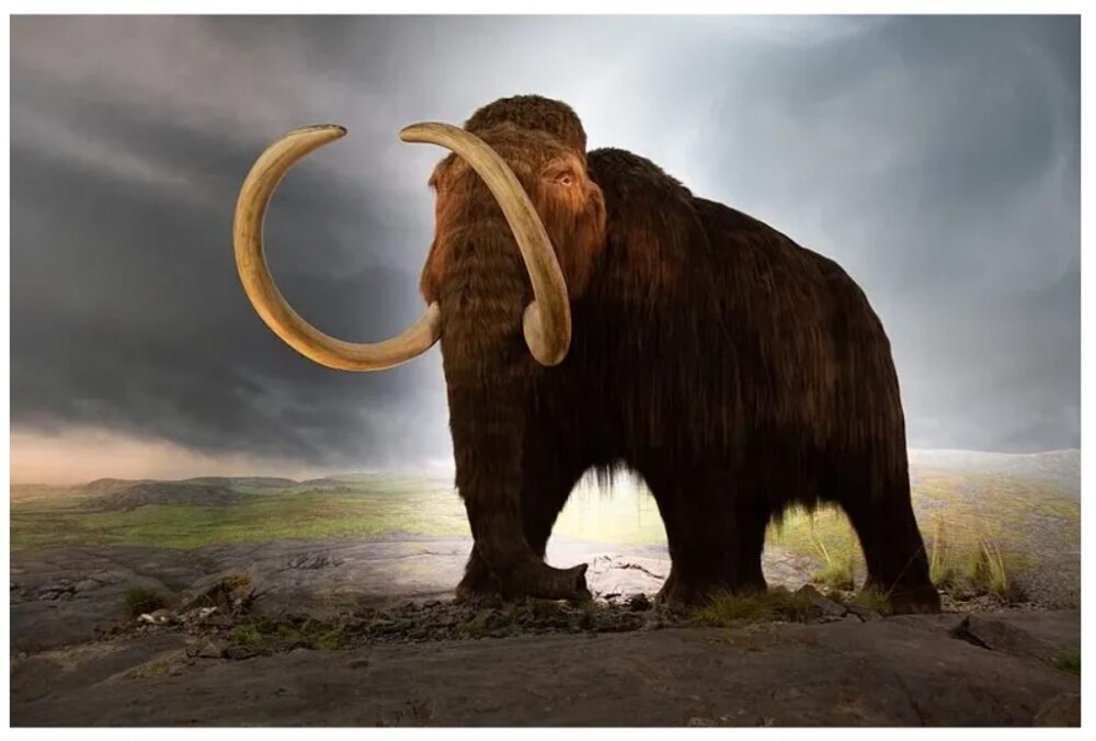 Prehistoric Elephants - Prehistoricoregon
