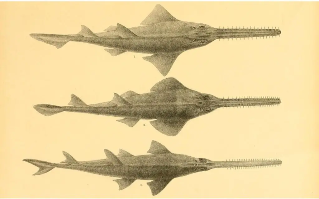 The_fishes_of_India_Plate_CXCI_6924477086-e1711464218348-1536x960 - Prehistoricoregon