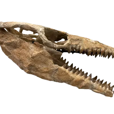 Mosasaurus vertebra column