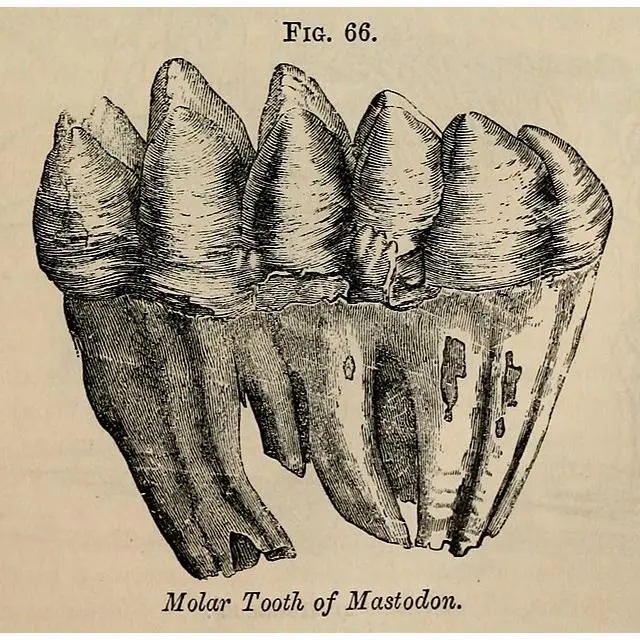 Mammoth Hair, Tusk, Mastodon Tusk
