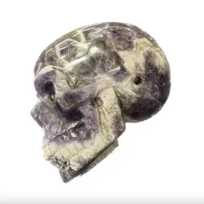 Dinosaur bone skull, hand finished