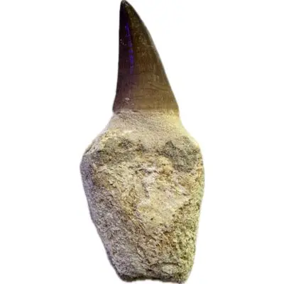 Mosasaurus tooth, 3 inches long