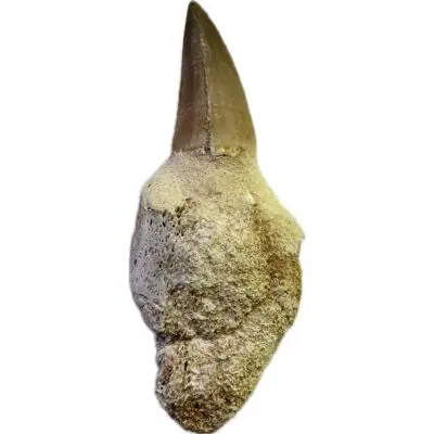 Mosasaurus tooth, 3 inches long