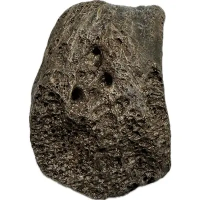 Mammoth Manus Lateral Sesamoid