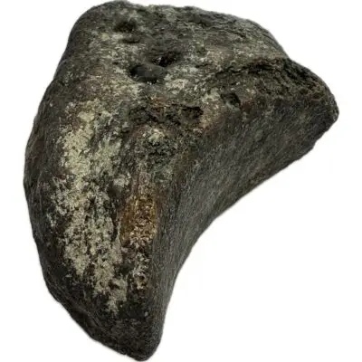 Mammoth Right Manus Lateral Sesamoid