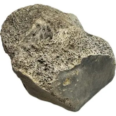 Mammoth Astragalus bone, Florida