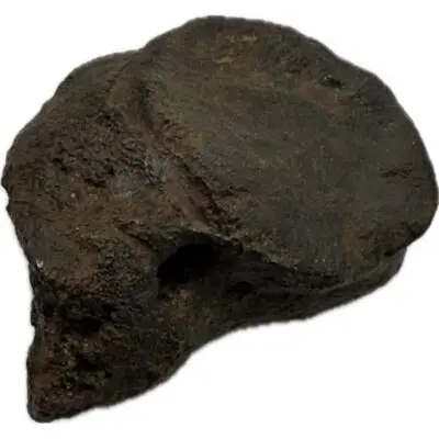 Mammoth Hair, Tusk, Mastodon Tusk