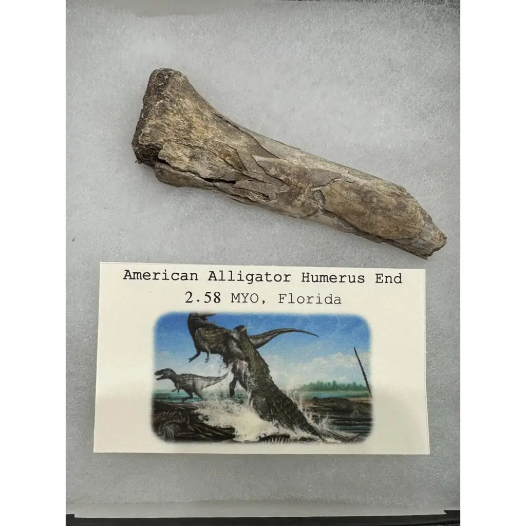 Alligator fossil Jaw Piece