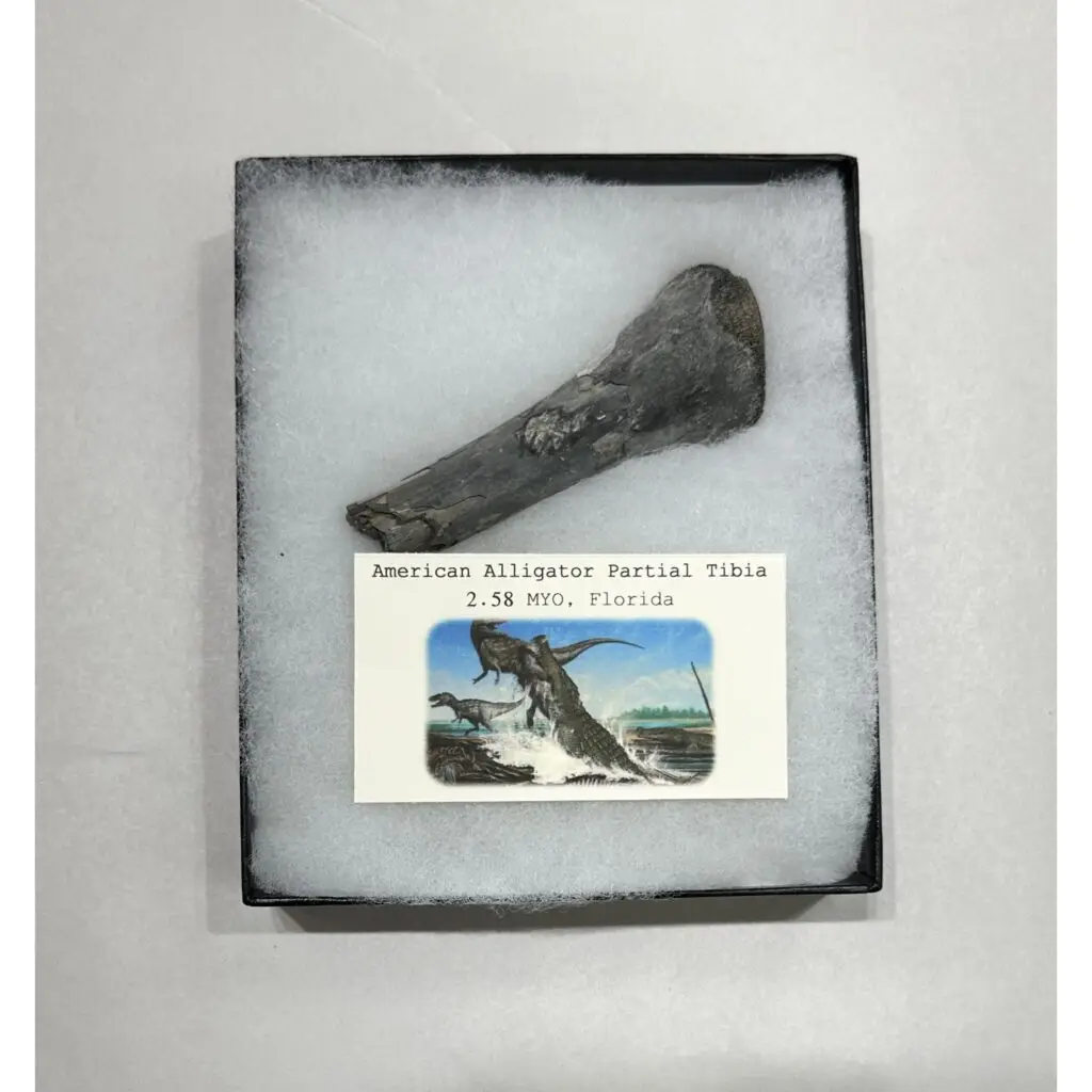 Alligator fossil Jaw Piece