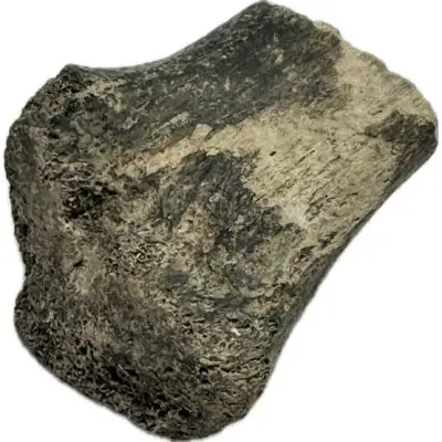 Alligator fossil Jaw Piece