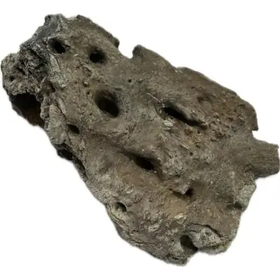 Alligator fossil Jaw Piece