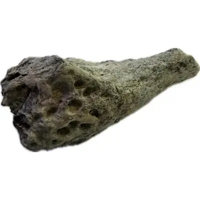 Alligator fossil Jaw Piece