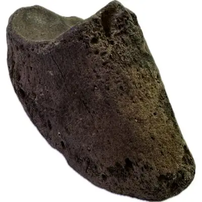 Bison Fossil Hoof – Ice Age