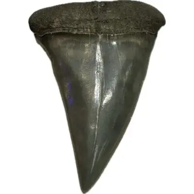 Mako Shark Tooth, South Carolina
