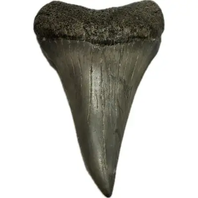 Mako Shark Tooth, stunning, Georgia