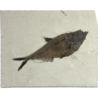 Knightia Fossil Fish, Double