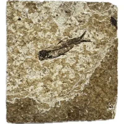 Knightia Fossil Fish, Wyoming