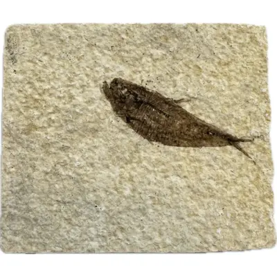 Knightia Fossil Fish, Wyoming