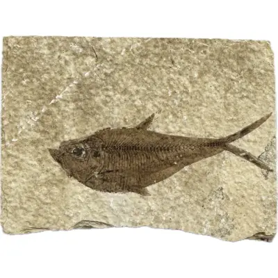 Knightia Fossil Fish, Wyoming