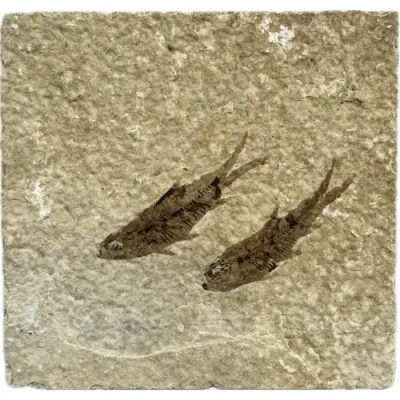 Knightia Fossil Fish, Wyoming