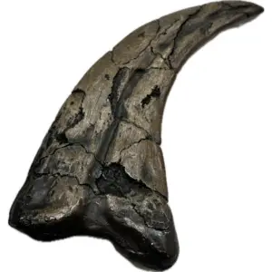 T-Rex Dinosaur tooth Replica