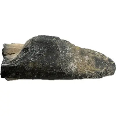 Mastodon Tusk, Florida, 4″ section