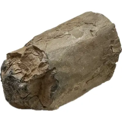 Mastodon Tusk, Florida, 6×4″ section