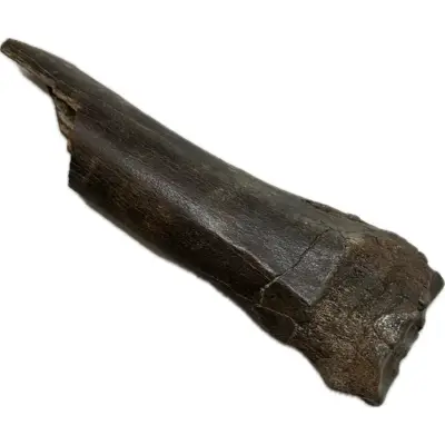 Fossil Bison Tooth – A grade, full root