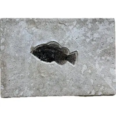 Fish mortality plate fossil, Wyoming