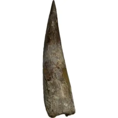 Spinosaurus Tooth, Largest 6 1/2