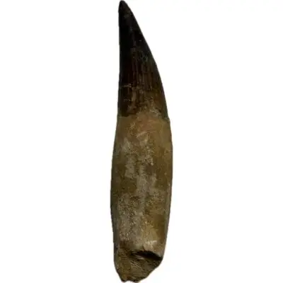 Spinosaurus dinosaur Tooth, 2 1/8″
