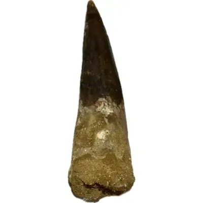 Spinosaurus Tooth, Huge 5 3/8 inch