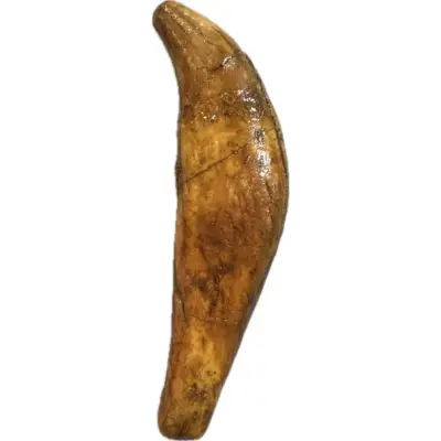 Cave Bear Canine Tooth, Europe