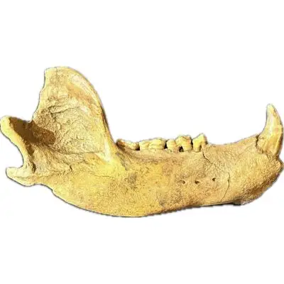 Cave Bear Canine Tooth, Europe