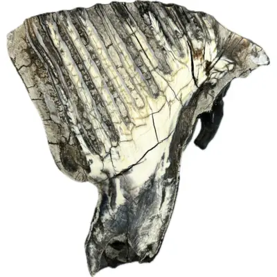 Woolly Mammoth Tooth, Europe