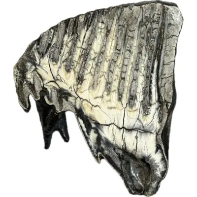 Mammoth Astragalus bone, Florida