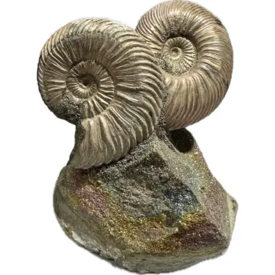 Ammonite Slice, Cleoniceras