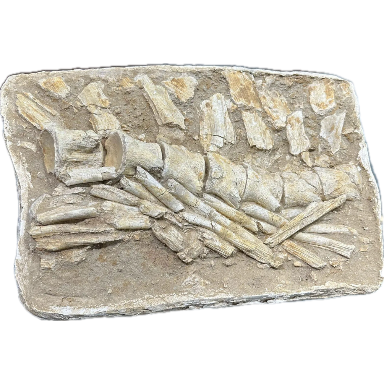 Mosasaur Spine Column in field jacket Prehistoric Online