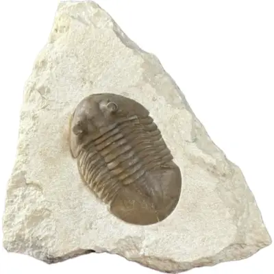 Trilobite Pair, Heavily restored