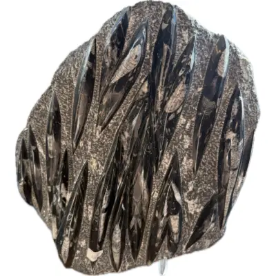 Orthoceras mass mortality plate