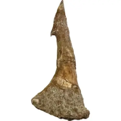 Sawfish Barb, Onchopristis, Rostrum