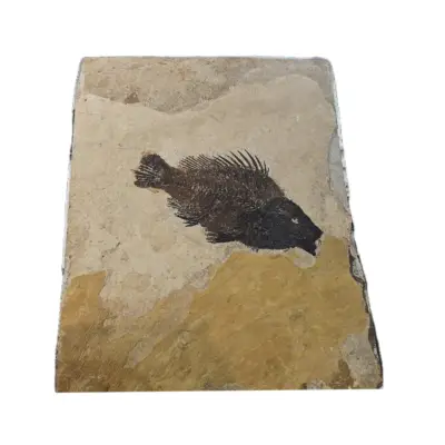 Diplomystis Fossil Fish, Framed